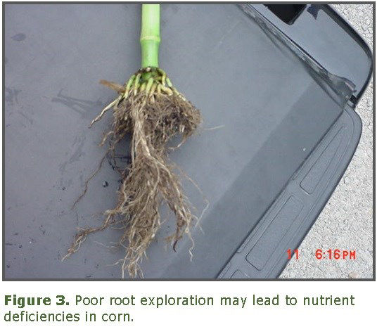 Wet spring concerns 3