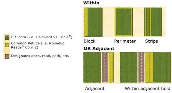 Corn IRM 3