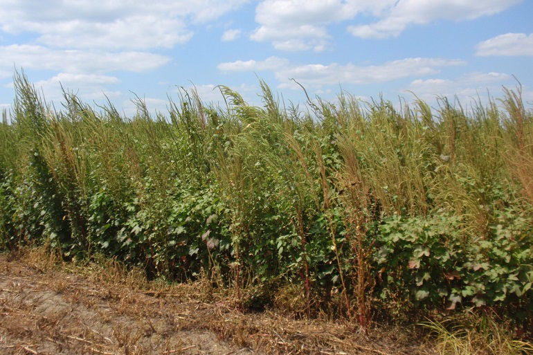 ALS herbicides remain valuable tools for weed management in cotton, but the overuse of this herbicide group increases the risk for ALS-resistant biotypes in crops.