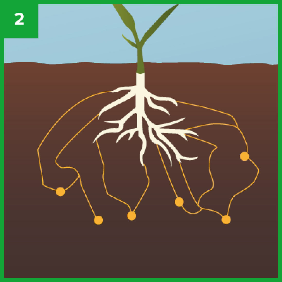 SIMBIOSIS PLANTA-HONGO: micorrizas