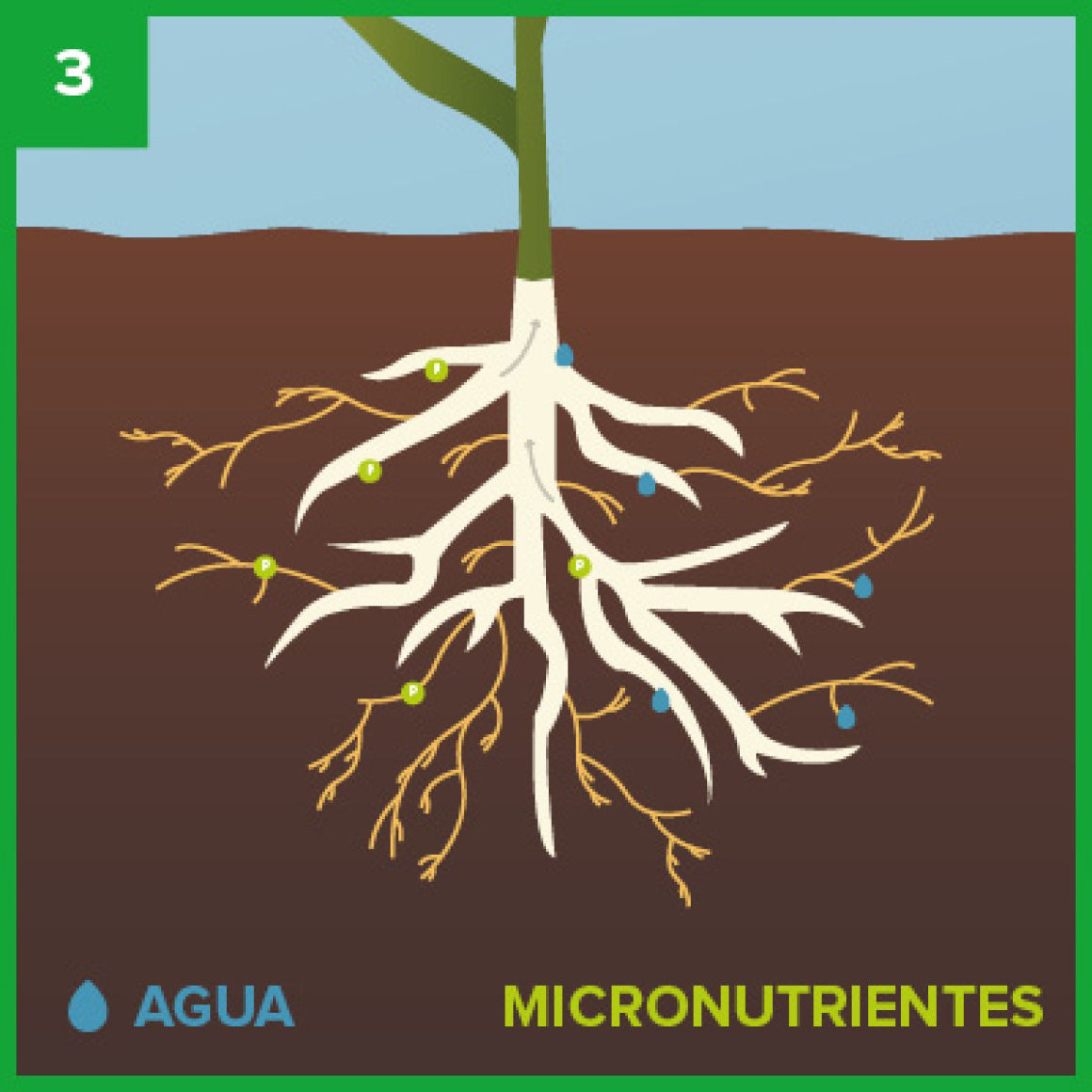 AUMENTO DEL VOLUMEN FUNCIONAL DE LA RAÍZ