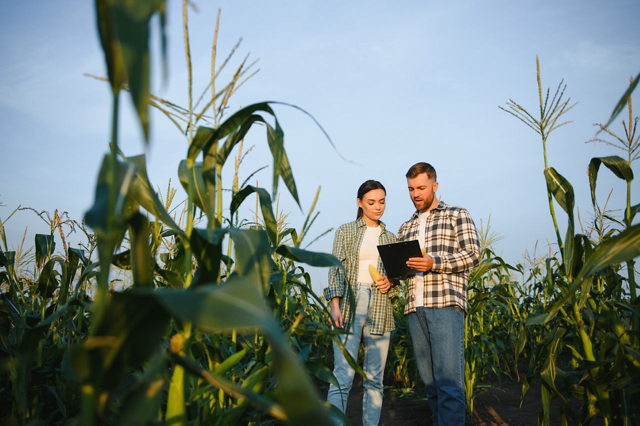 Two businessmen farmers, a man and a woman are working in a corn field.