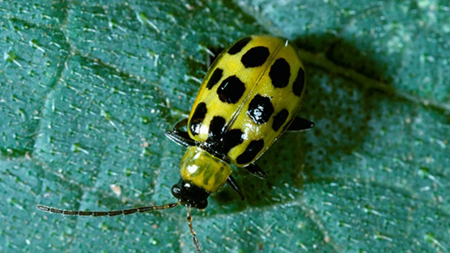 Recognizing Corn Rootworm Risks