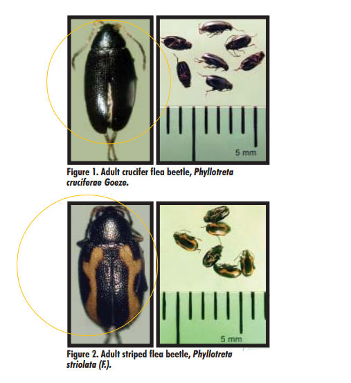 Adult crucifer flea beetle