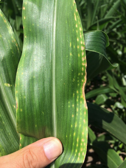 Early symptoms of magnesium deficiency in corn