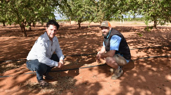 Long-acting herbicide smooths switch to almonds in Riverland