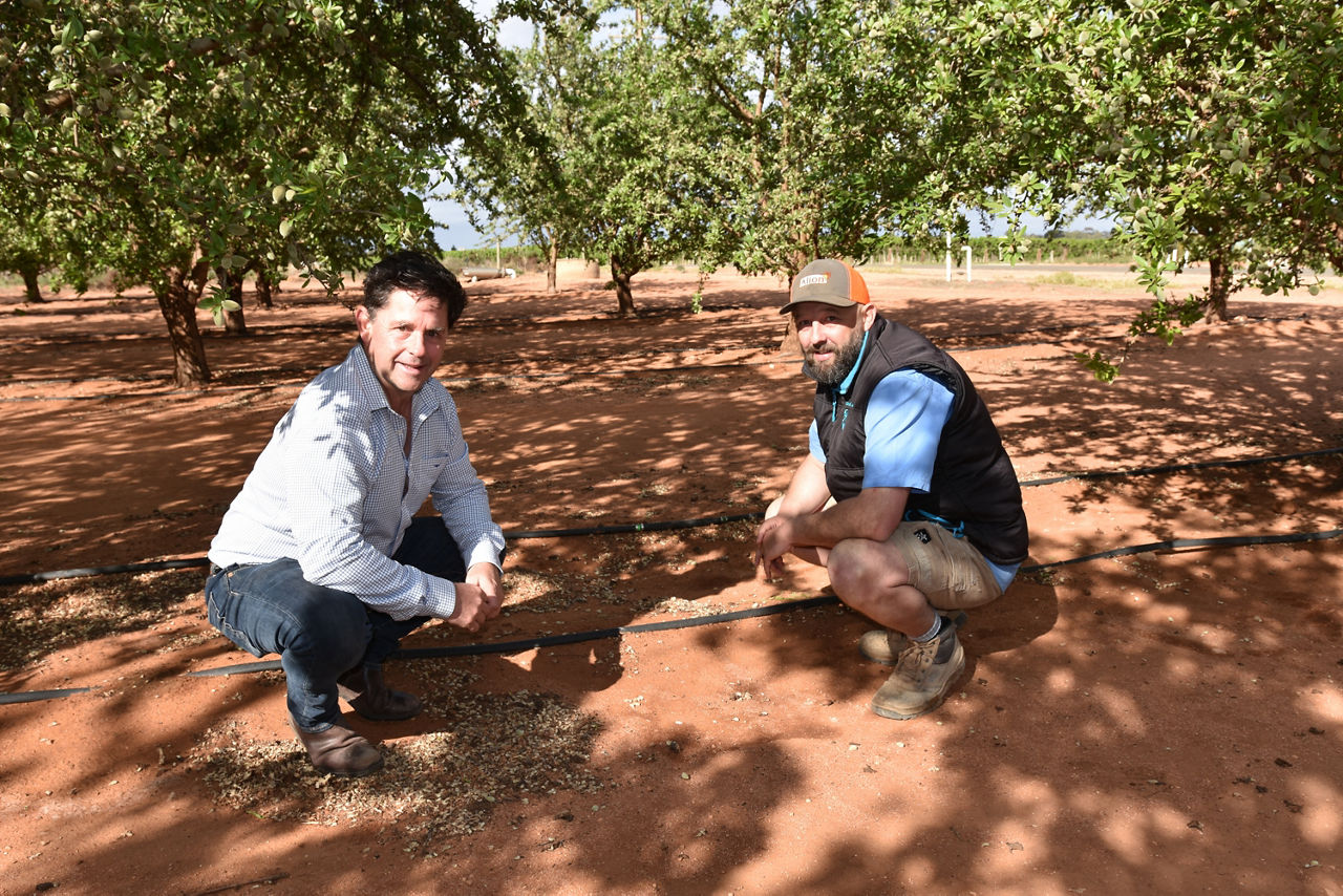 Bayer Horticulture SA Territory Business Manager Darren Alexander and Mark Henwood, who assists his family’s farm near Berri in SA and also is Branch Manager of the local Riverland Ag Supplies business, appreciate the excellent weed control provided by Alion pre-emergent grass and broadleaf weed herbicide in the family’s almond orchard.
