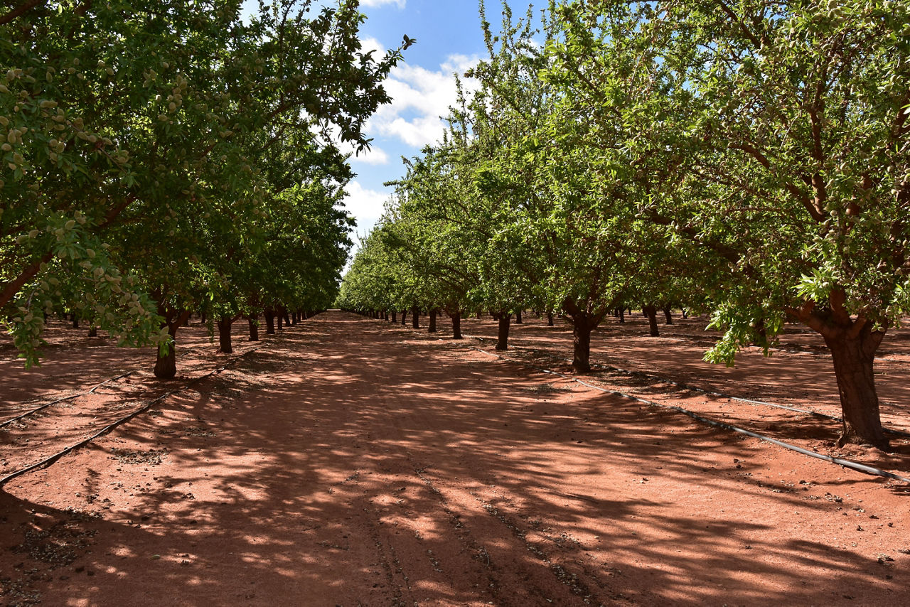There’s not a weed in sight at the Henwood family’s developing almond property near Berri in the Riverland region of SA, following applications of the long acting, pre-emergent grass and broadleaf weed herbicide, Alion.