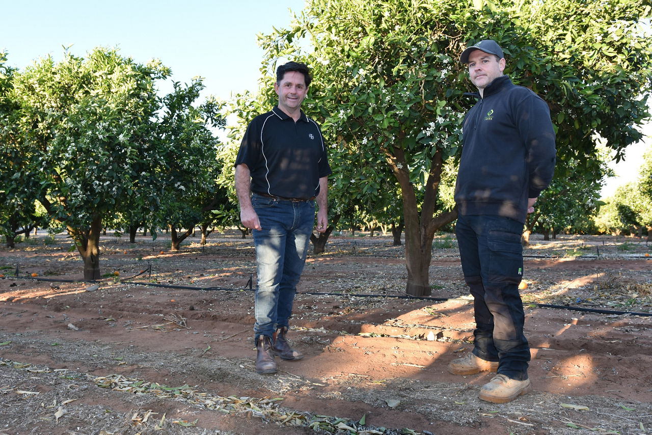 Bayer Horticulture SA Territory Business Manager Darren Alexander and Shaun Pick, who previously managed the Farmer Johns business in SA’s Riverland region, discuss the success of Alion pre-emergent grass and broadleaf weed herbicide for the area’s tree crop and viticulture growers, “helping to keep their rows clean”.