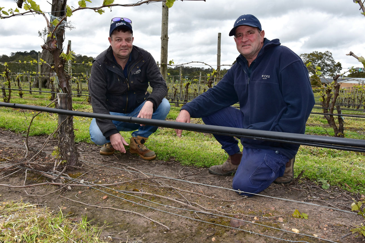 Michael and Tim appreciate the excellent weed control under the vines at Wicks Estate Wines following the use of Alion pre-emergent herbicide.