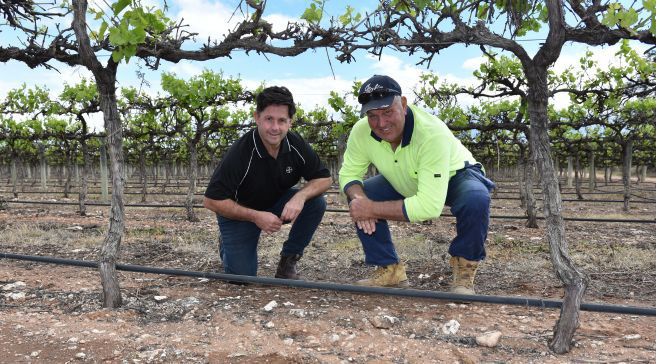 Grapegrowers have a win with vineyard weed control