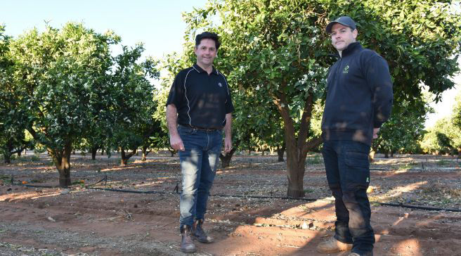 Riverland growers getting on top of weed challenges