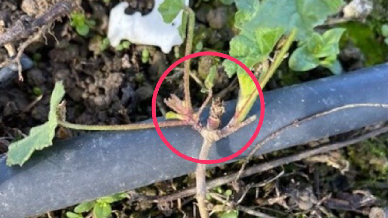 Alion for Mallow Control