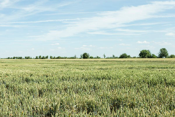 All-in-One Herbicide for Clean Fields