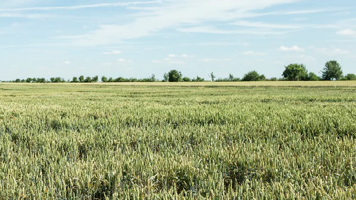 All-in-One Herbicide for Clean Fields
