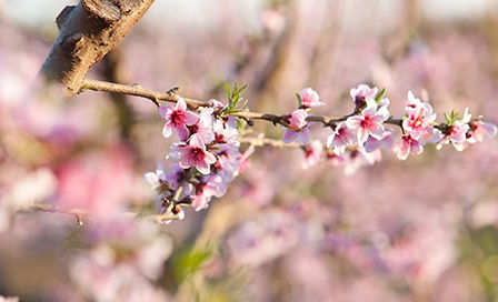 Protege tus Almendros con Bayer