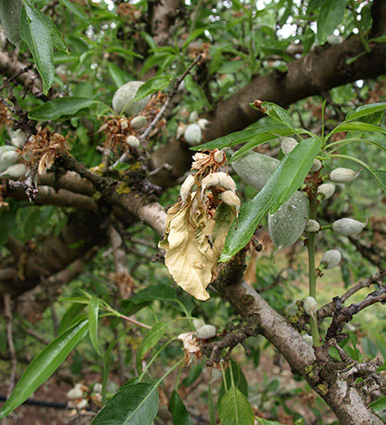 Blossom blight is a rot disease of stone fruit and hosts include apricots, cherries, nectarines, peaches, plums and almonds.