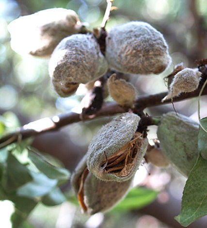 Hull rot is a notoriously hard-to-control disease that can seriously hamper the efficient harvesting of almonds as well as causing downgrades of the crop.