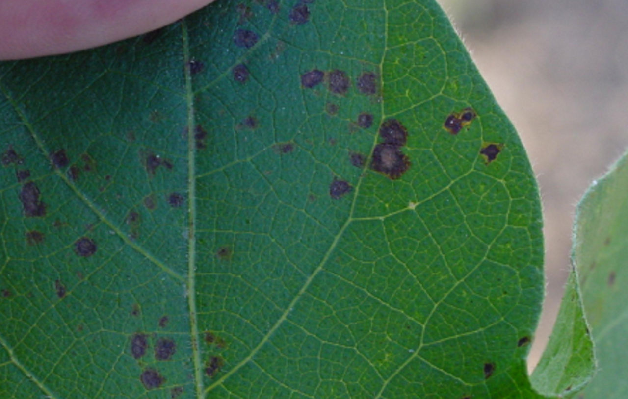 Magnified image of a cotton plant leaf with Alternaria leaf spot disease showing multiple legions with purple margins.