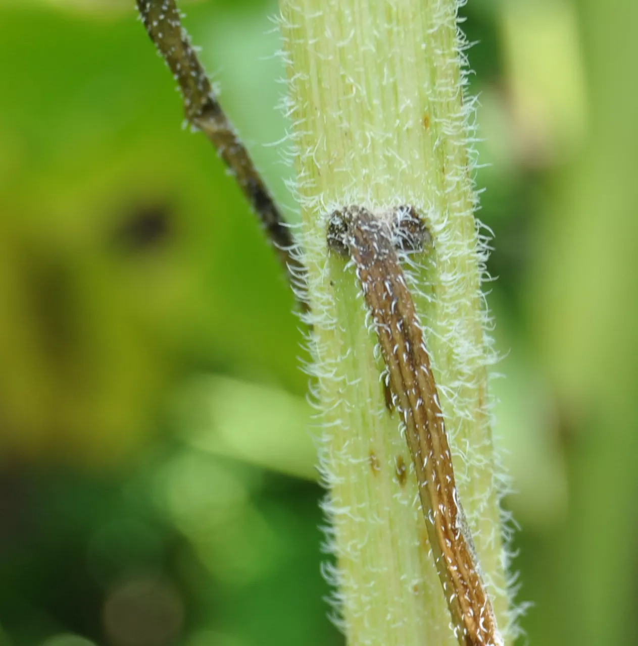 sick leaf Alternaria