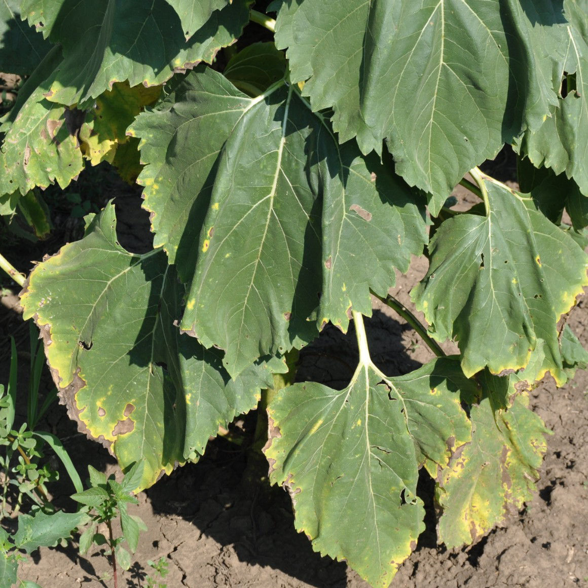 sick sunflower Alternarioza