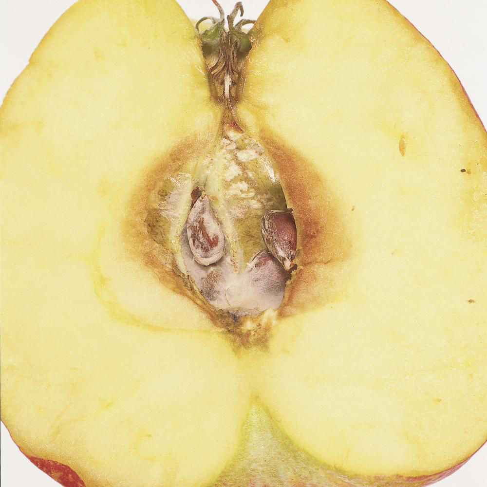 Alternaria Fruit Rot