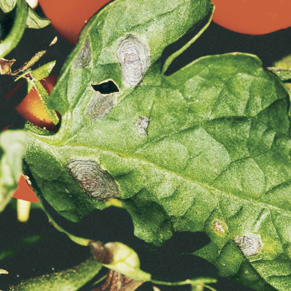 Alternaria Leaf Spot Disease Early Blight