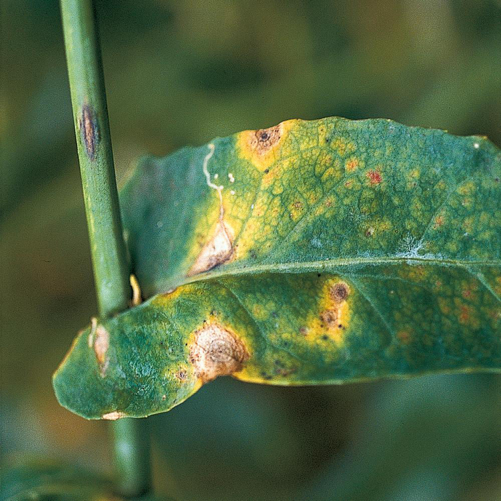 Alternaria Leaf Spot