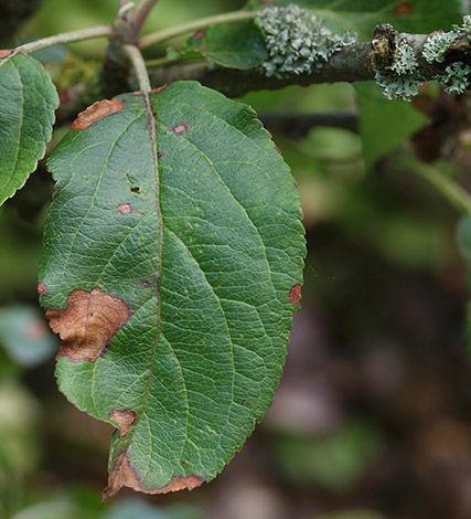 Alternaria leaf blotch (ALB) and alternaria fruit spot can cause significant impact to apples.