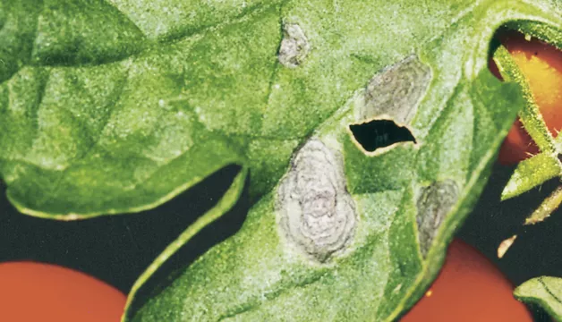 Alternarioza pomidora