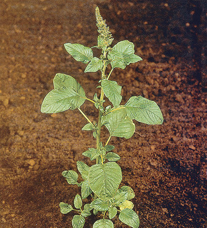 Amaranthus hybridus