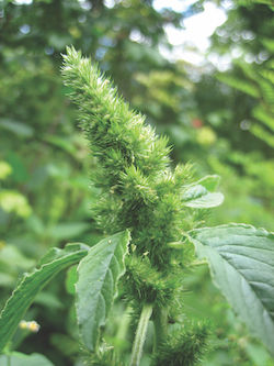 A Redwood pigweed plant which looks like a sturdy tree in miniature, with rough leaves, and clustered colorful flowers.