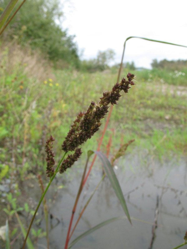 American Barnyard Grass