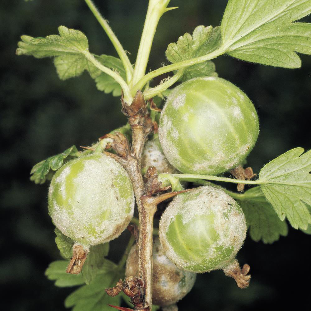 American Gooseberry Mildew