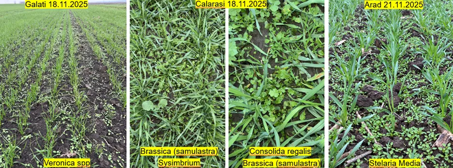 Infestări de buruieni dicotiledonate în culturile de cereale din România, cu Veronica spp în Galați la 18.11.2025, Brassica samulastra, Sysimbrium și Consolida regalis în Călărași la 18.11.2025, și Stellaria media în Arad la 21.11.2025, fotografii realizate în toamnă în lanuri de cereale.