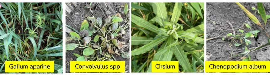 Specii de buruieni dicotiledonate întâlnite în culturile de cereale din România, incluzând Galium aparine, Convolvulus spp, Cirsium și Chenopodium album, fotografiate în stadii timpurii de dezvoltare în lanuri de cereale.