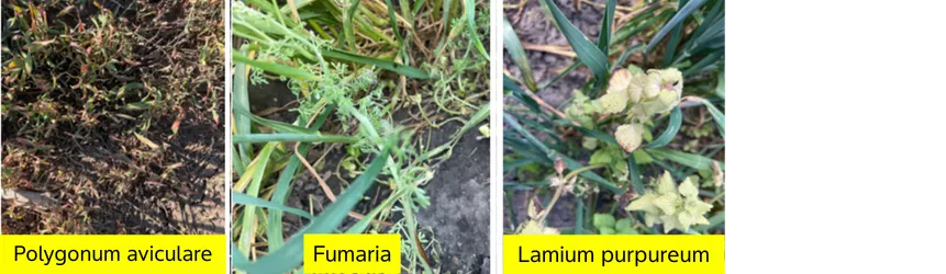 Specii de buruieni problemă din culturile de cereale din România, prezentând Polygonum aviculare, Fumaria și Lamium purpureum, surprinse în vegetație în lanuri de cereale.