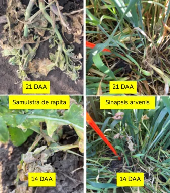 Simptome de combatere a buruienilor dicotiledonate în culturile de cereale, prezentând efectele erbicidului asupra samulastrei de rapiță și Sinapis arvensis la 14 și 21 zile după aplicare (DAA), fotografiate în România în câmpuri de cereale.