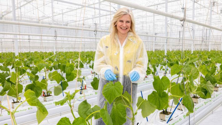 Bayer Vegetable Seeds strategic marketing head of protected crops