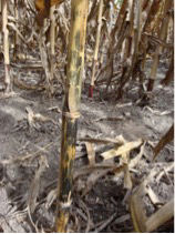 Figure 5. Anthracnose stalk rot can be identified by the shiny black lesions on the stalk surface.