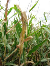 Figure 6. Anthracnose top dieback.