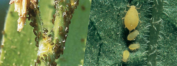 corn leaf aphids and soybean aphids