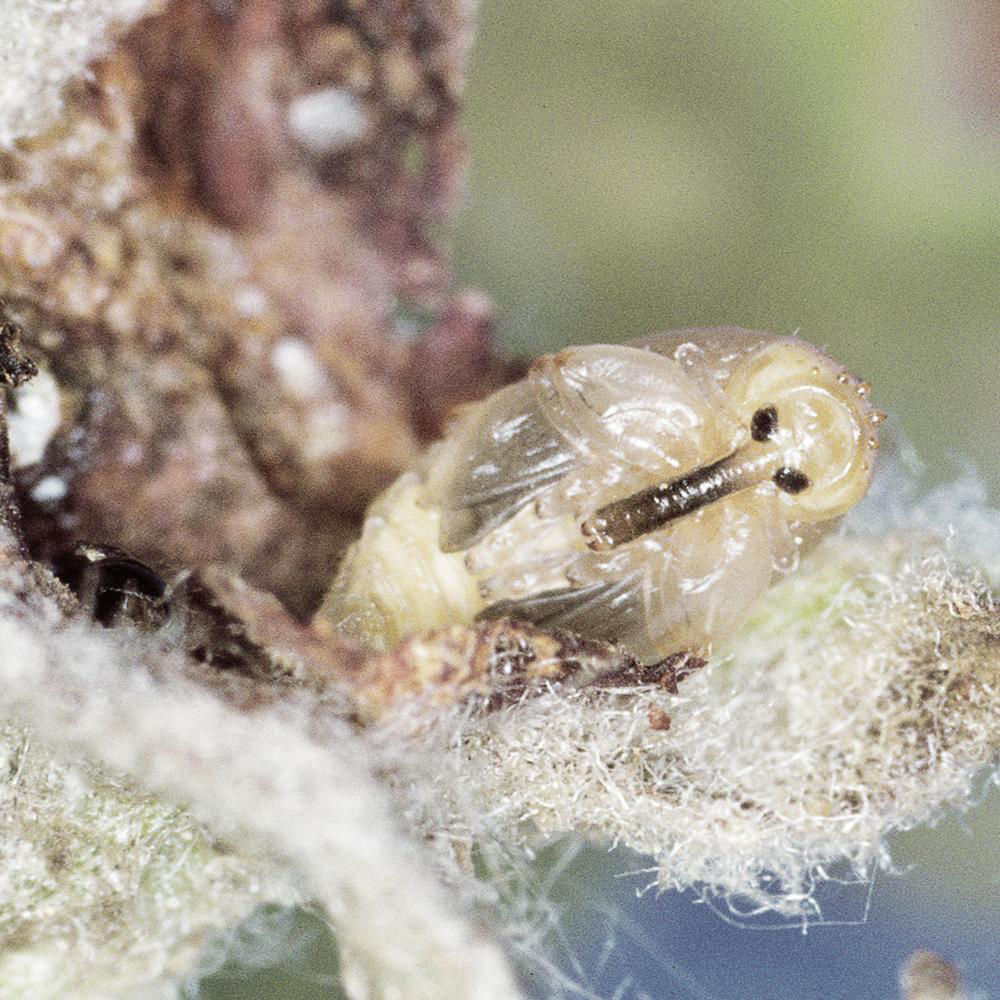 Apple Blossom Weevil