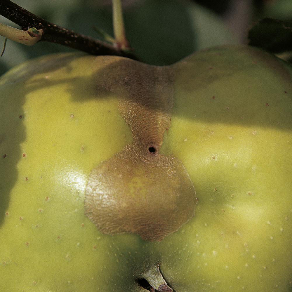 Apple Fruit Weevil