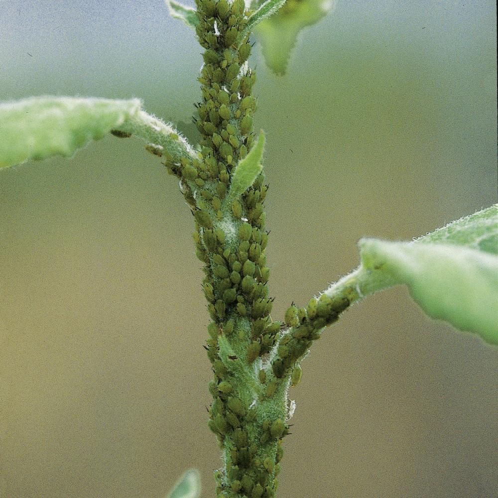 Apple Green Aphid