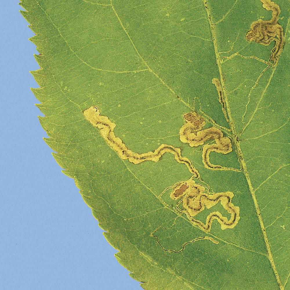 Apple Leaf Miner Moth