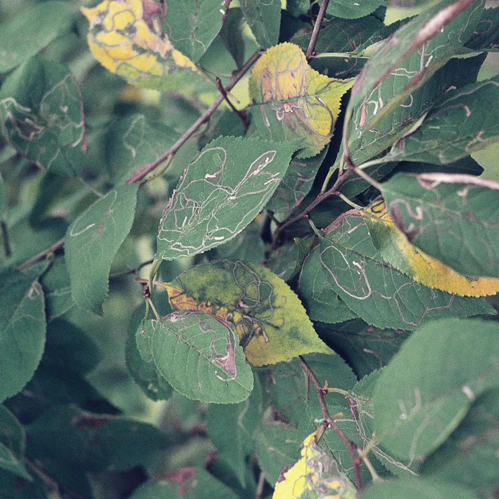 Apple Leaf Miner