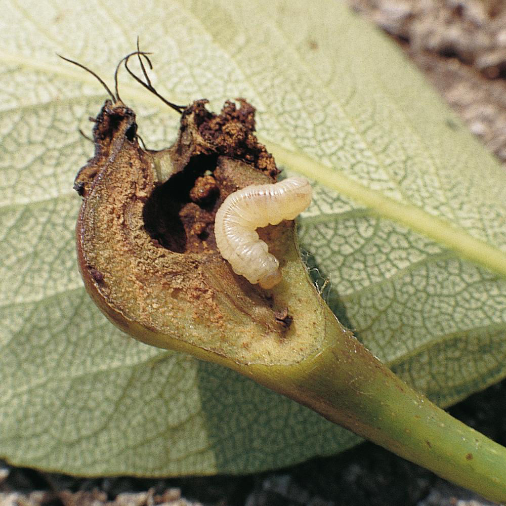 Apple Sawfly