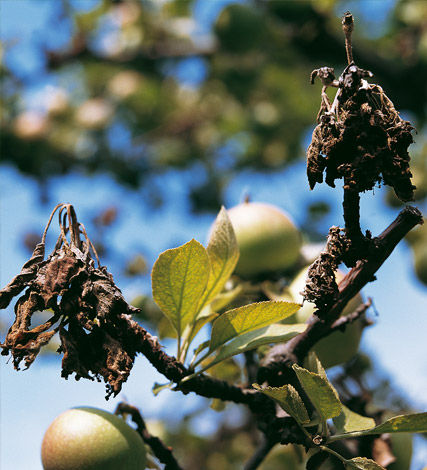 Brown rot is caused by several fungi, the most common being M. fructicola. Brown rot can cause crop losses in stone fruit (cherry, apricot, peach, nectarine, plum) pre-harvest and is also a major cause of fruit spoilage in transit or at market.