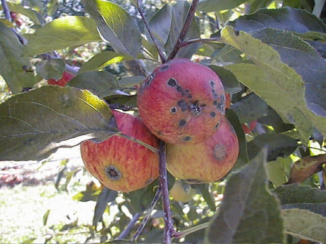 Black Spot Apples